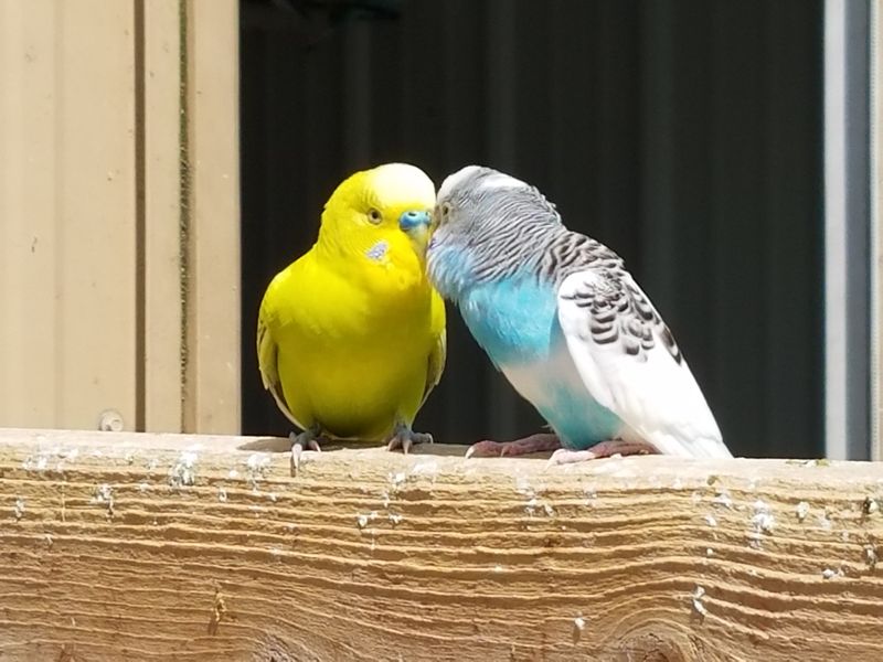 Parakeet Aviary Playfulness