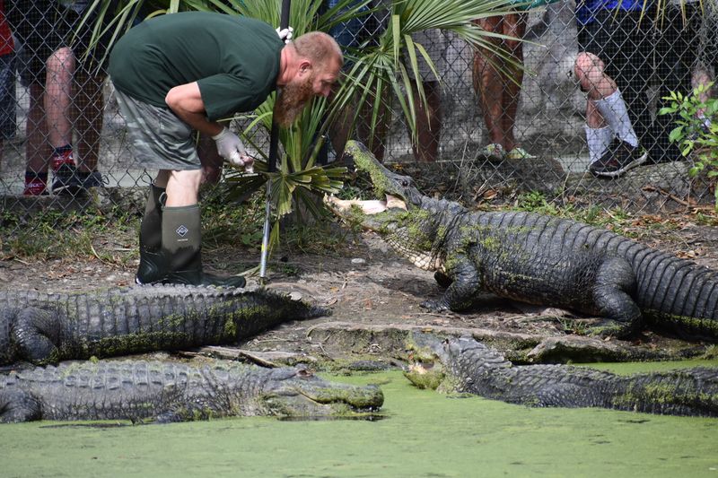 Alligator Feedings You Watch Up Close