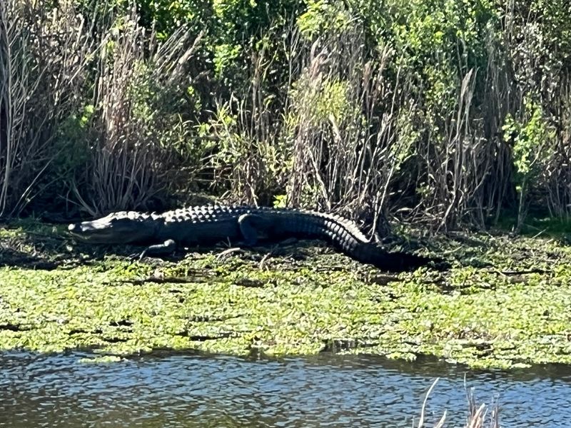 Alligators Are Part Of The Experience Alligators Are Part Of The Experience