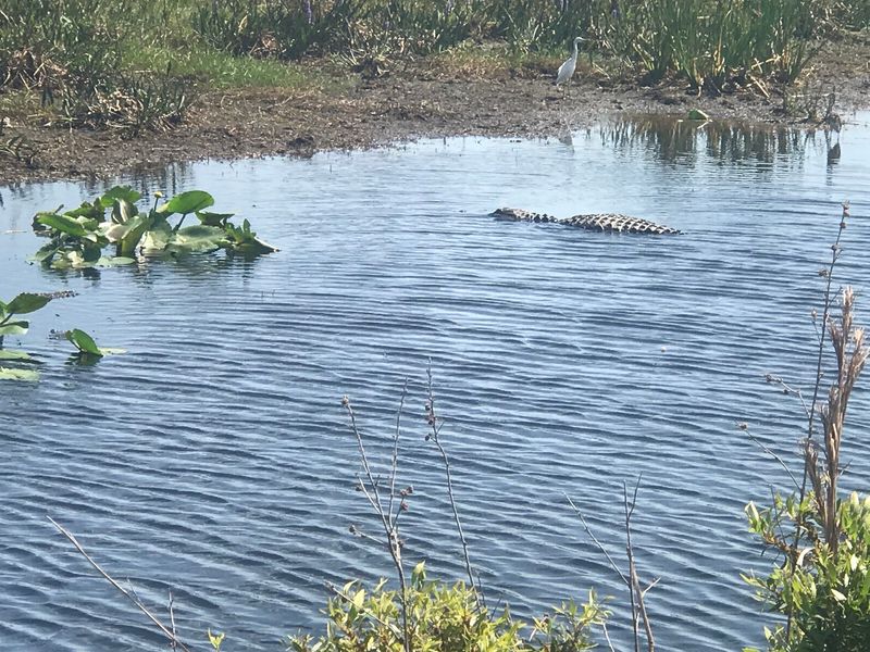 Alligators Are Part Of The Scenery Here