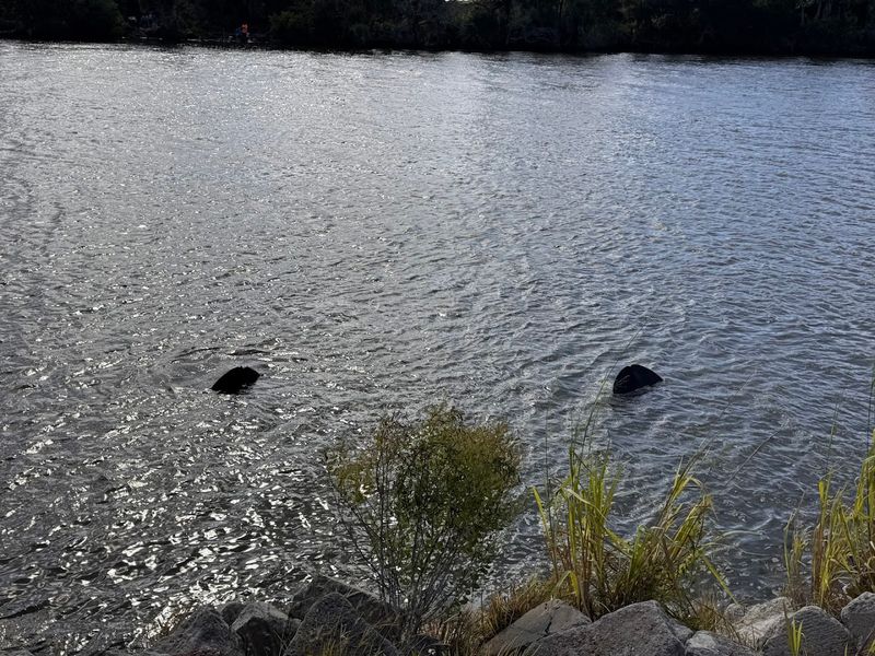 Alligators Are Practically Everywhere
