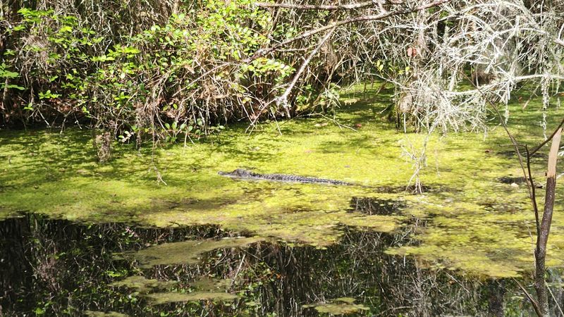 Alligators Are Very Much Part Of The Experience