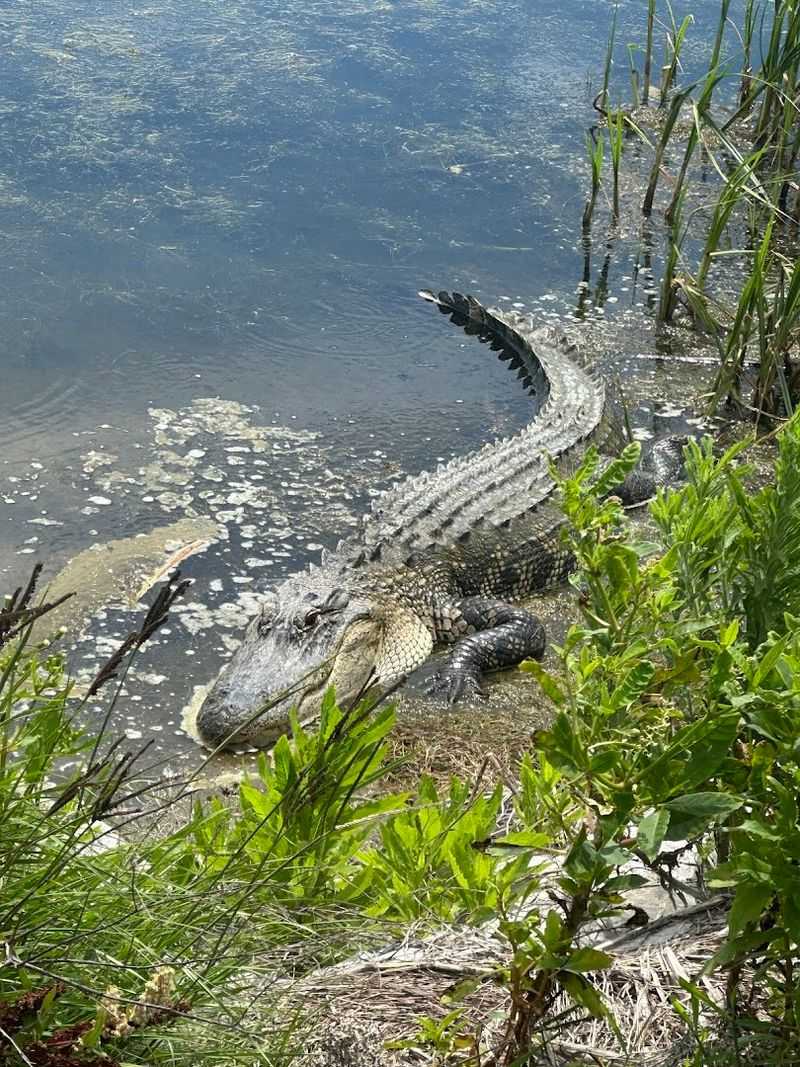 Alligators, Eagles, and Wildlife Around Every Turn