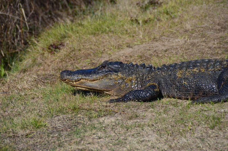 Alligators Everywhere You Look