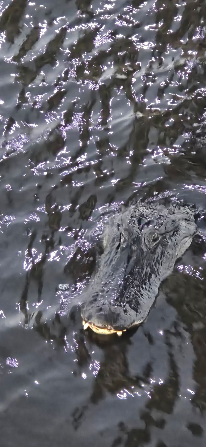 Alligators Everywhere You Look