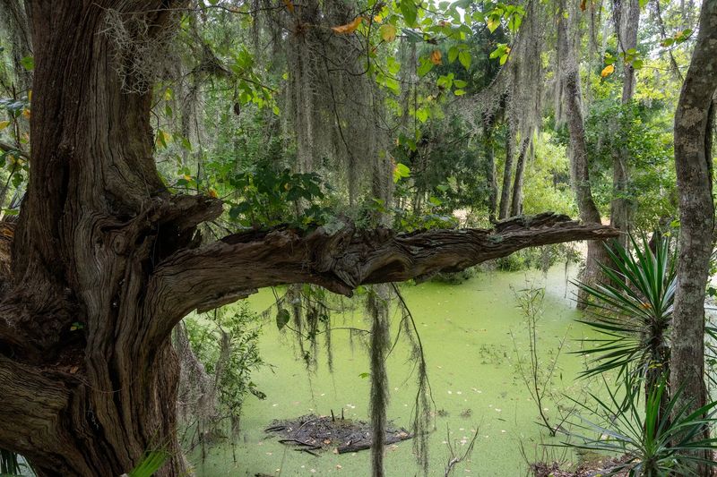 Alligators Living Wild In The Bay