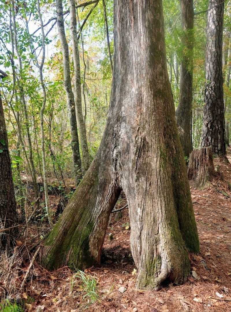 The Mill Pond Trail Adds History To The Hike