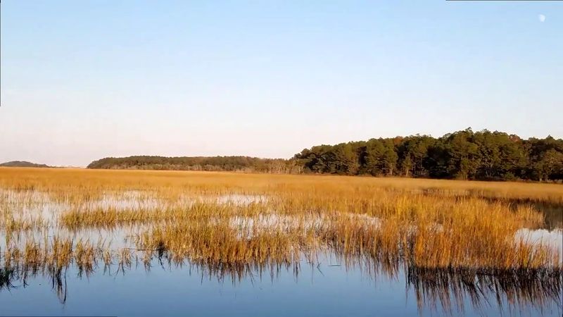 Alligators Rule The Freshwater Lagoons