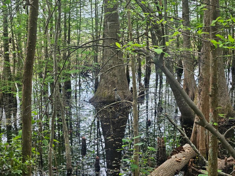 Alligators Sunning By The Shore