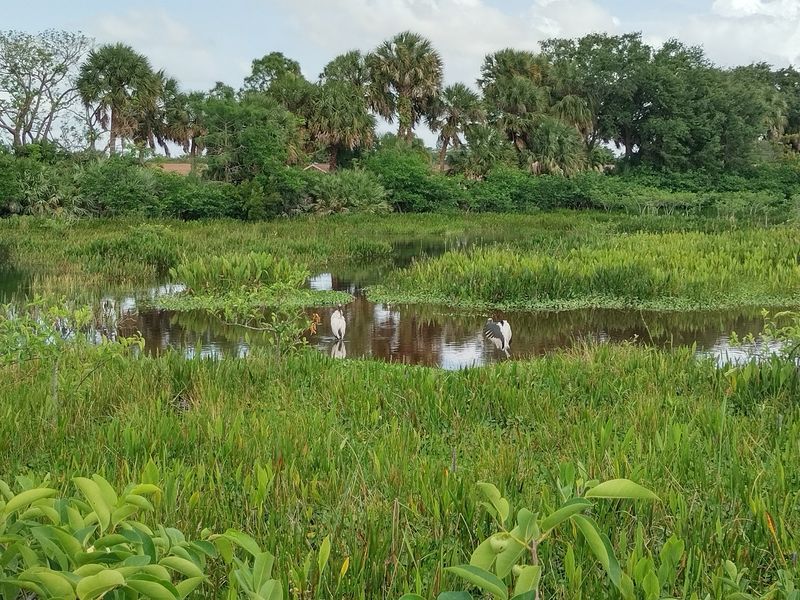 Alligators Sunning Themselves Within Easy Camera Range Alligators Sunning Themselves Within Easy Camera Range