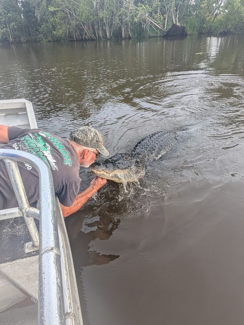 Alligators That Come Right Up To The Boat