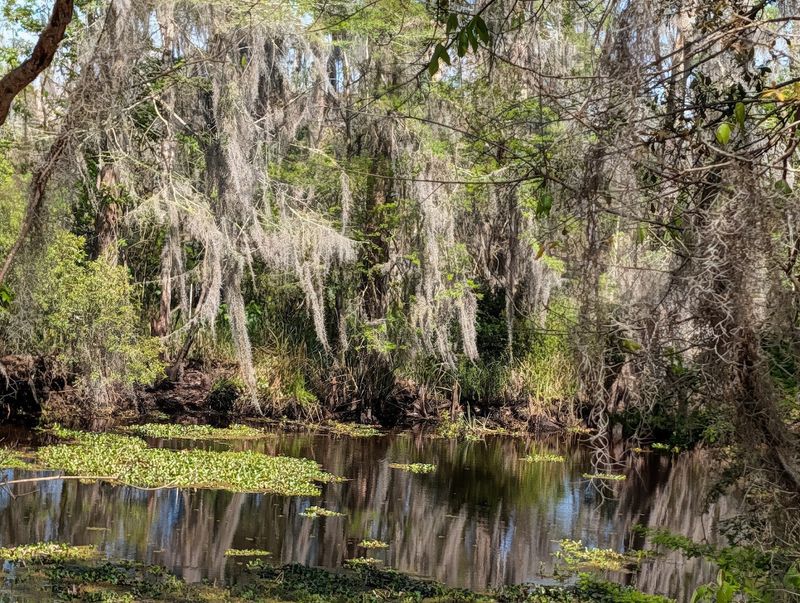 The History And Culture Of Jean Lafitte's Bayou Country