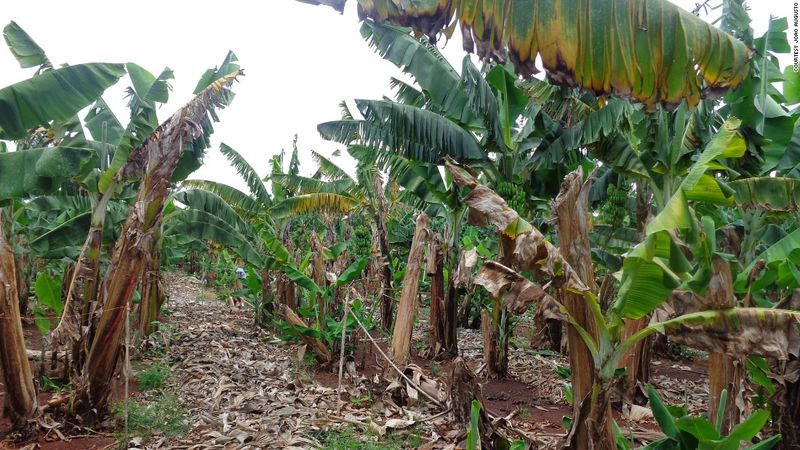 Bananas Slipping Away
