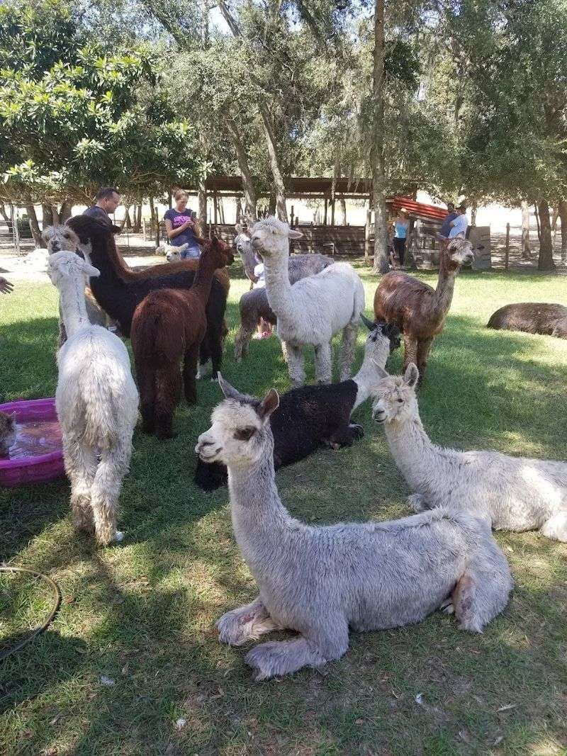Alpaca Yoga: A Morning You Will Not Forget