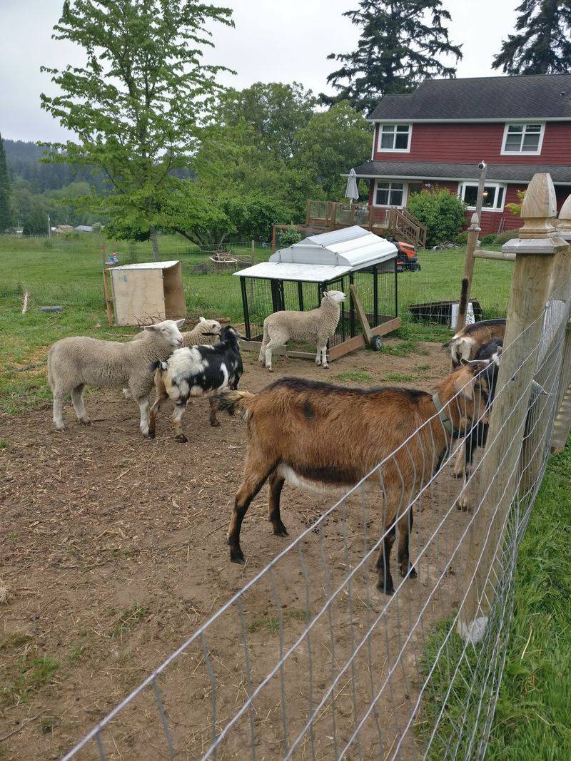 Alpacas, Geese, And The Rest Of The Farm Family Alpacas, Geese, And The Rest Of The Farm Family