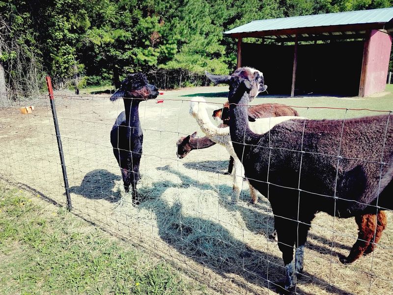 Alpacas That Are Calm, Friendly, And Ready To Say Hello Alpacas That Are Calm, Friendly, And Ready To Say Hello