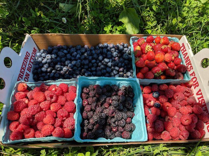 Alstede Farms