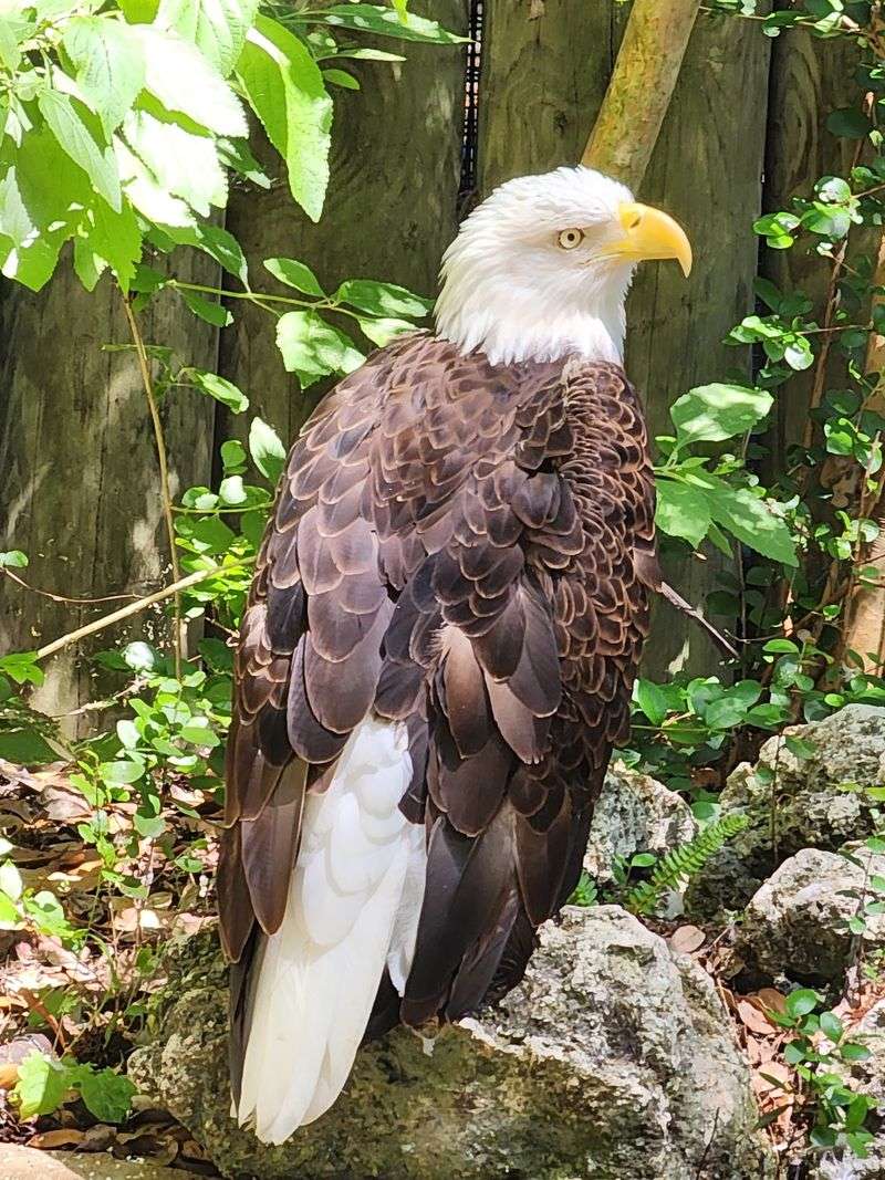 Amazing Birds Everywhere You Look
