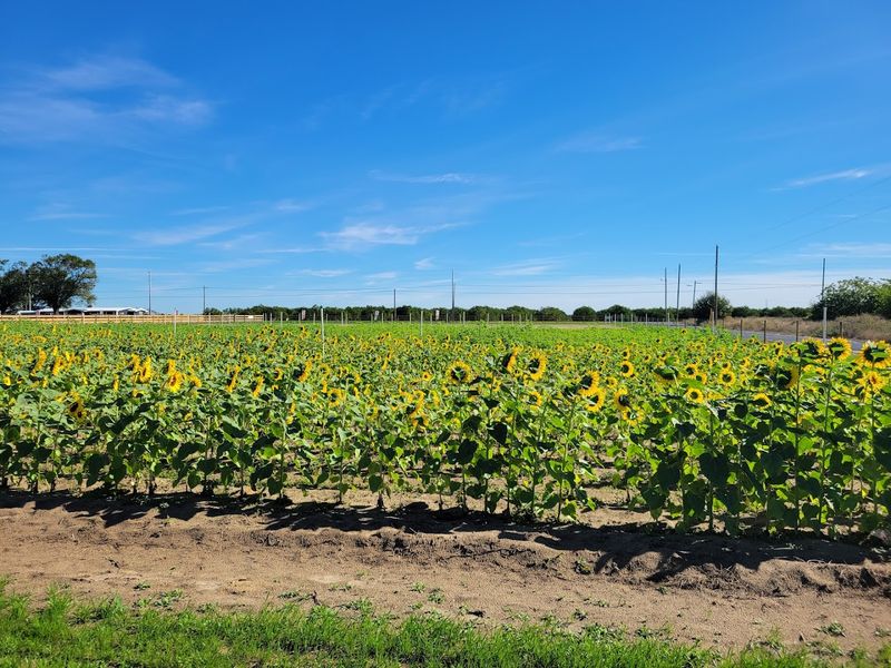 Golden Ridge Groves, Bartow