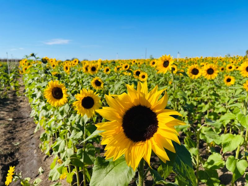 Amber Brooke Farms, Williston