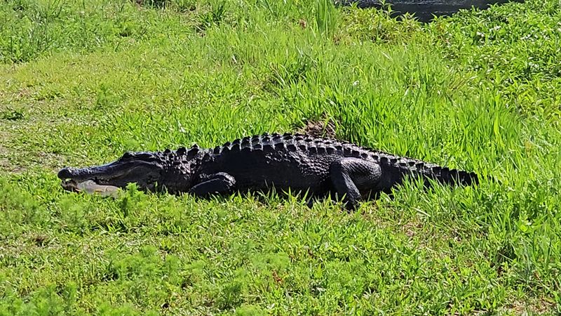 Wildlife Headliners: Bison, Horses, Alligators, And Birds