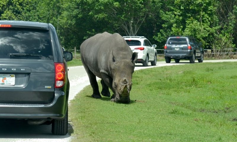 America's First Cageless Safari Park America's First Cageless Safari Park