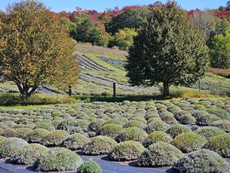Porch Pause And Lemonade Fizz