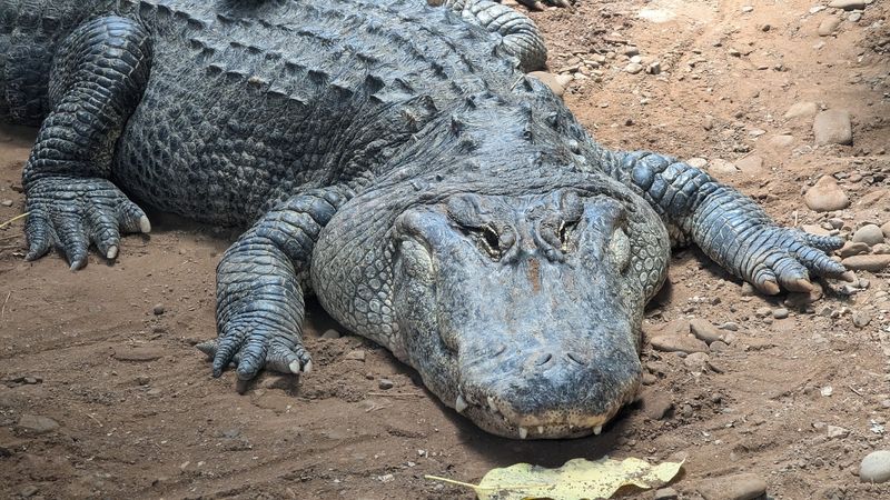 An AZA Accredited Zoo That Cares For Its Animals An AZA Accredited Zoo That Cares For Its Animals