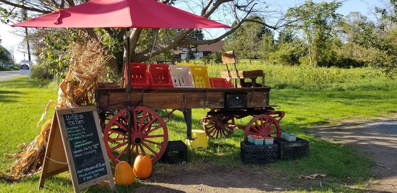 An Apple Orchard Adventure With Rare Varieties