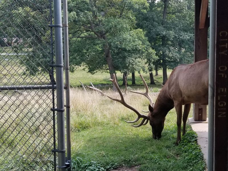 An East Side Elgin Park With A Free Zoo Inside