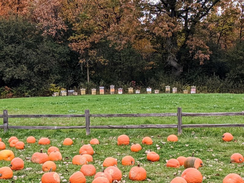 An Easy Afternoon At Plymouth Orchards & Cider Mill