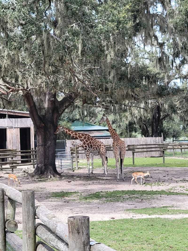 An Easy Road Trip Into Old Florida Farm Country