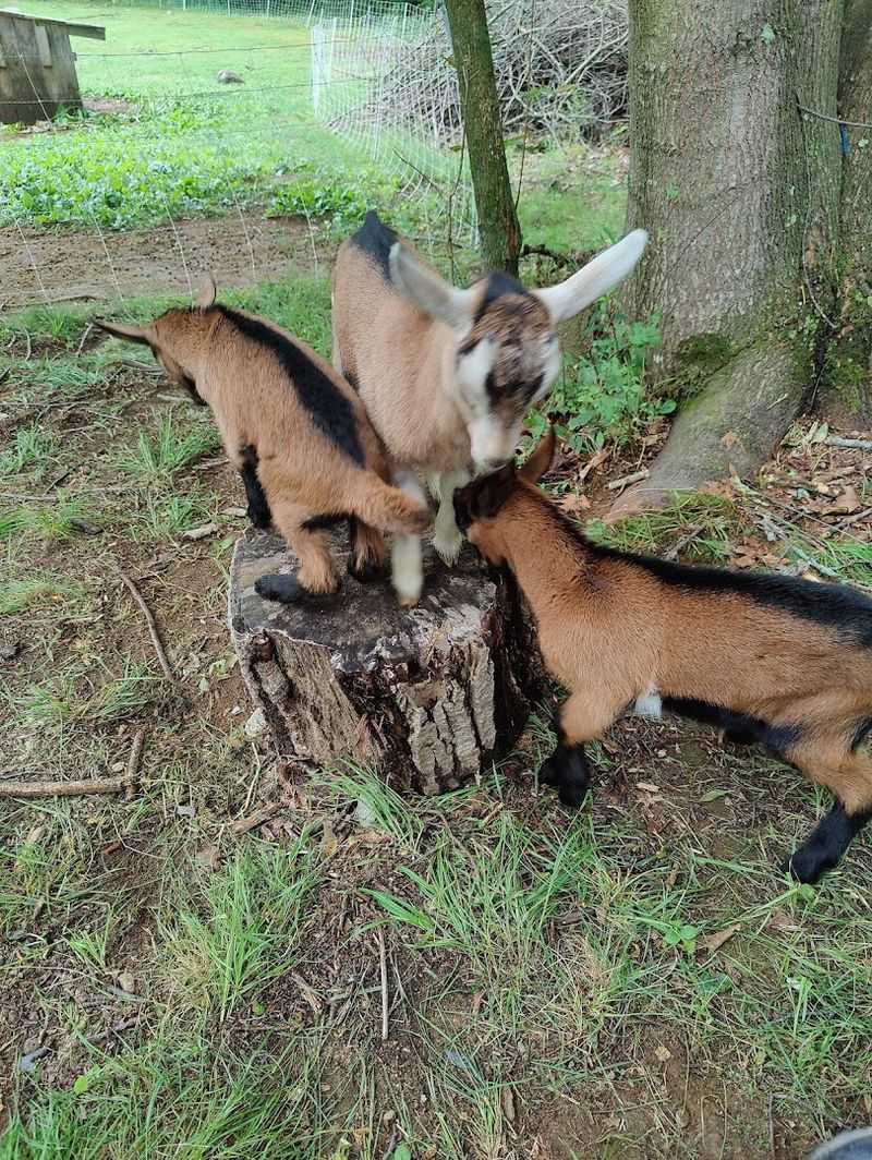 Meet The Baby Goats