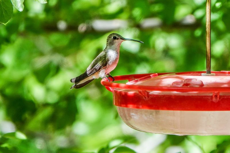 Prime Viewing Season Brings Migration Magic