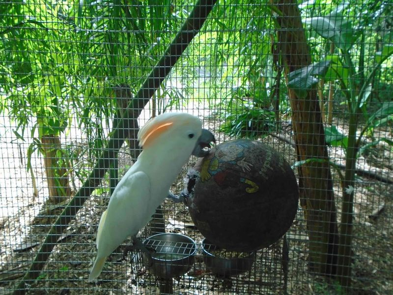 Handcrafted Aviaries Built With Love