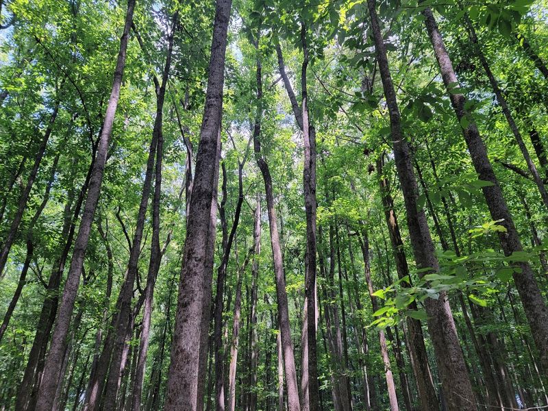 Towering Trees And Quiet Wetland Views Along The Way