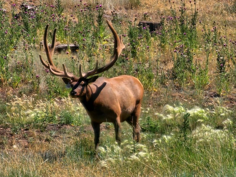 An Elk, Some Porcupines, And A Surprise Emu
