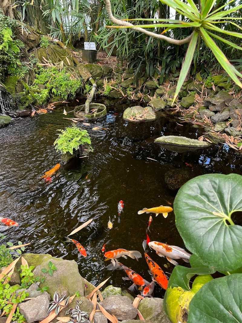The Koi Pond That Could Make You Lose Track Of Time