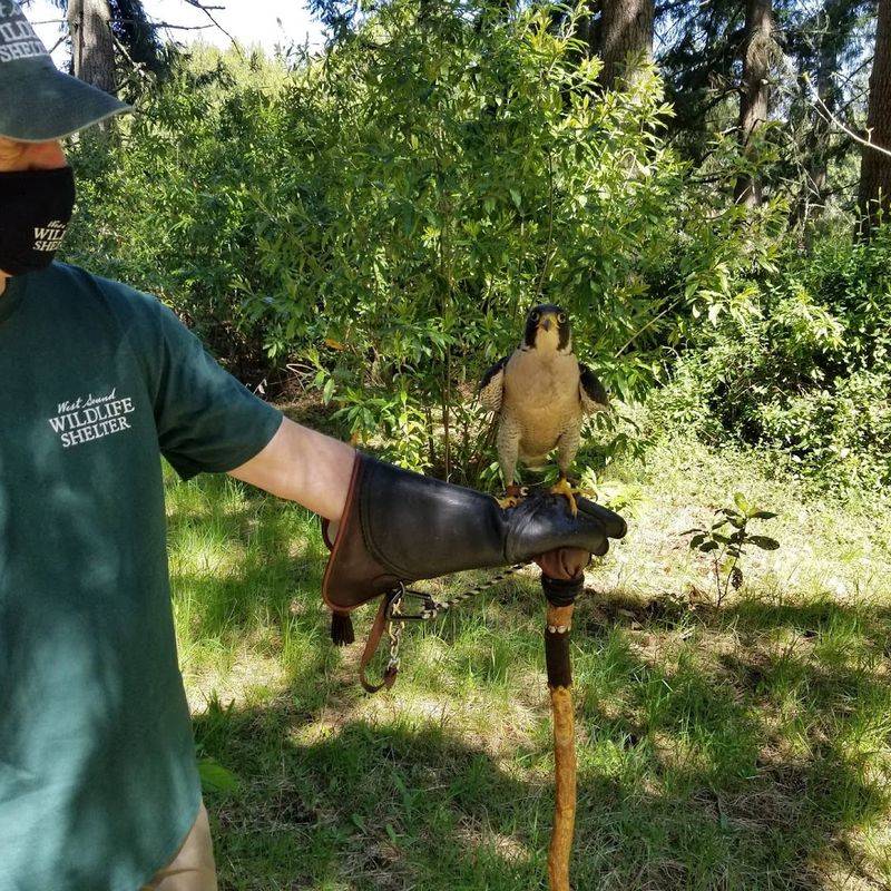 Wildlife Ambassadors And Education Programs