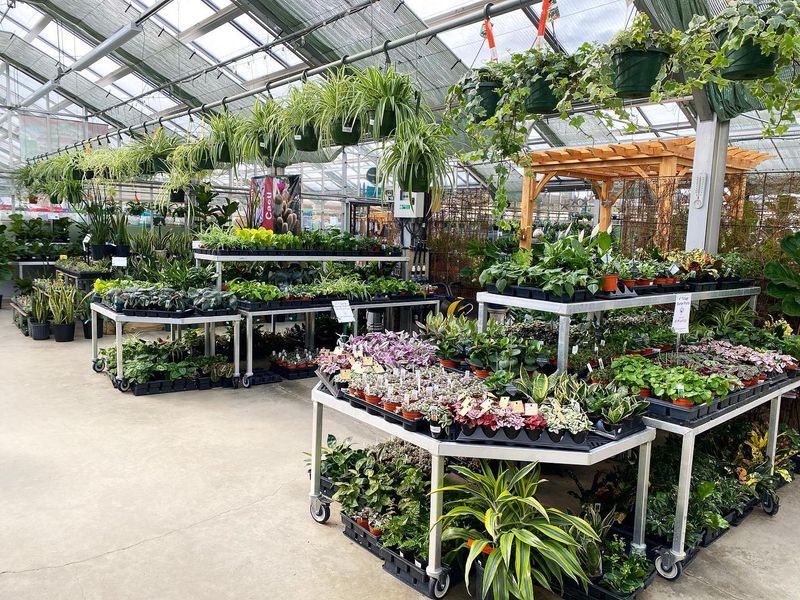 An Indoor Plant Paradise An Indoor Plant Paradise