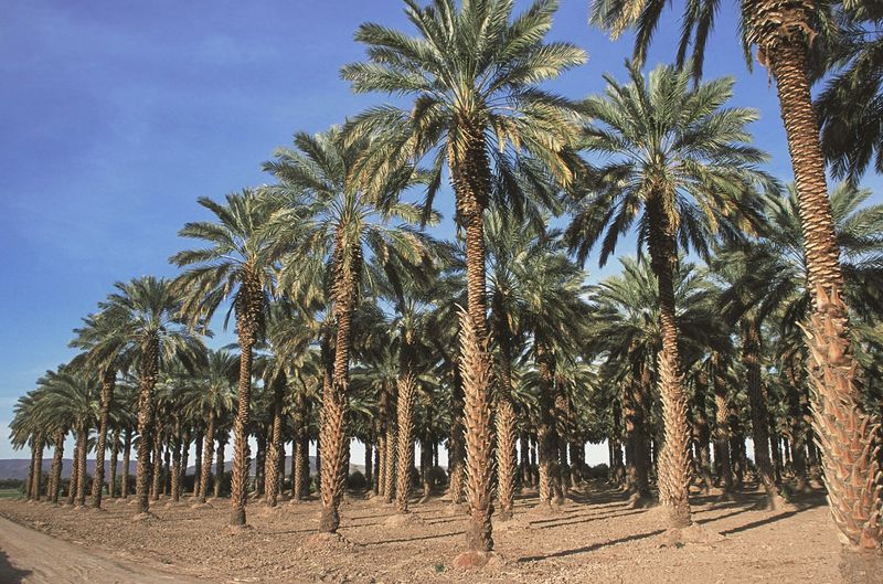 An Oasis on the Interstate 8 Corridor