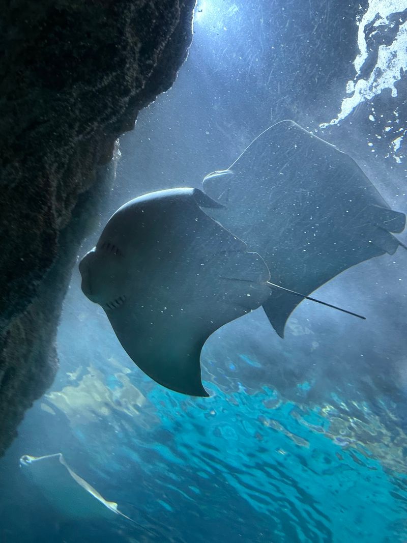 An Ocean Encounter On Denver’s Water Street
