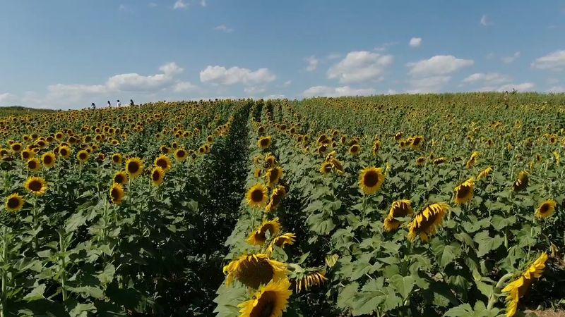 An Ocean Of 700,000 Sunflowers That Will Stop You In Your Tracks