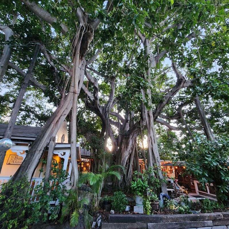 An Old Florida Setting Under A Banyan Tree An Old Florida Setting Under A Banyan Tree
