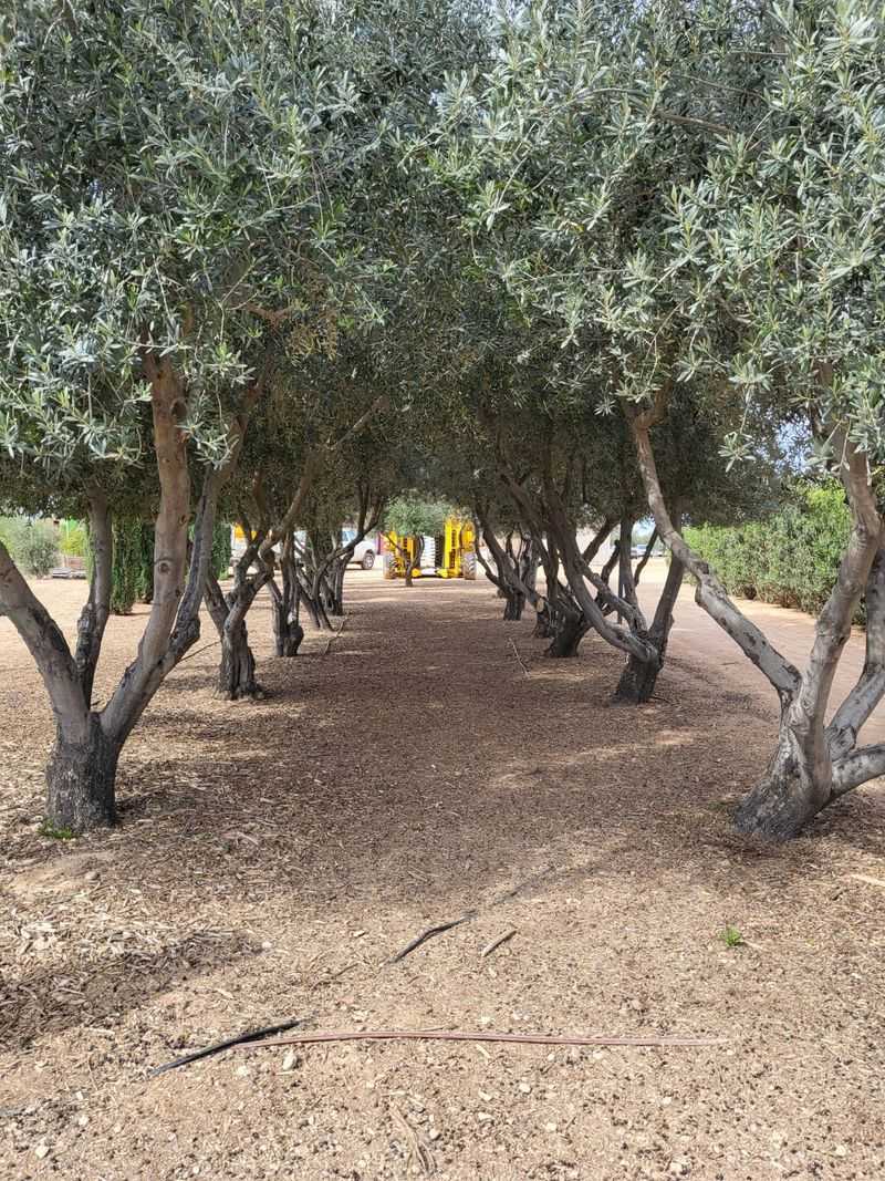 An Olive Farm Blooming in the Sonoran Desert
