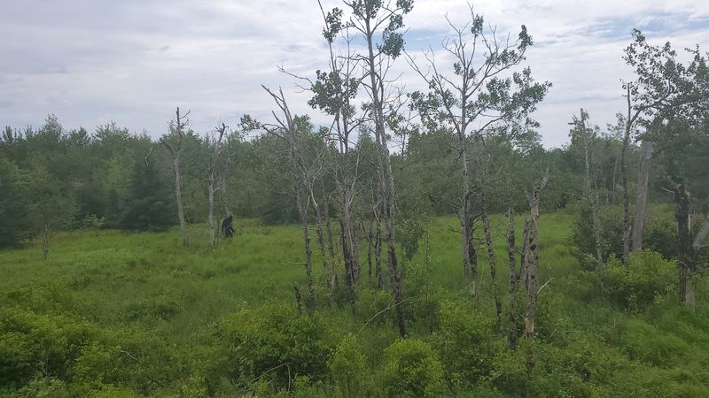 Wildlife Sightings That Surprise And Delight