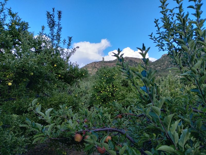 An Orchard That Climbs Partway Up A Mountain
