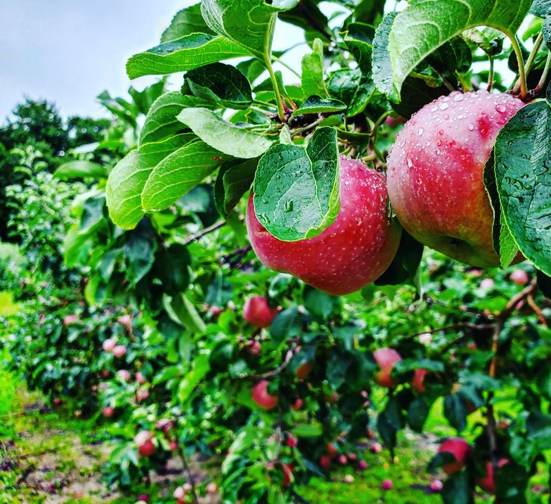 An Orchard With A Dentist In Its Roots