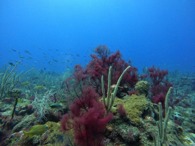An Underwater Canyon Drops Dramatically Just Offshore From The Inlet
