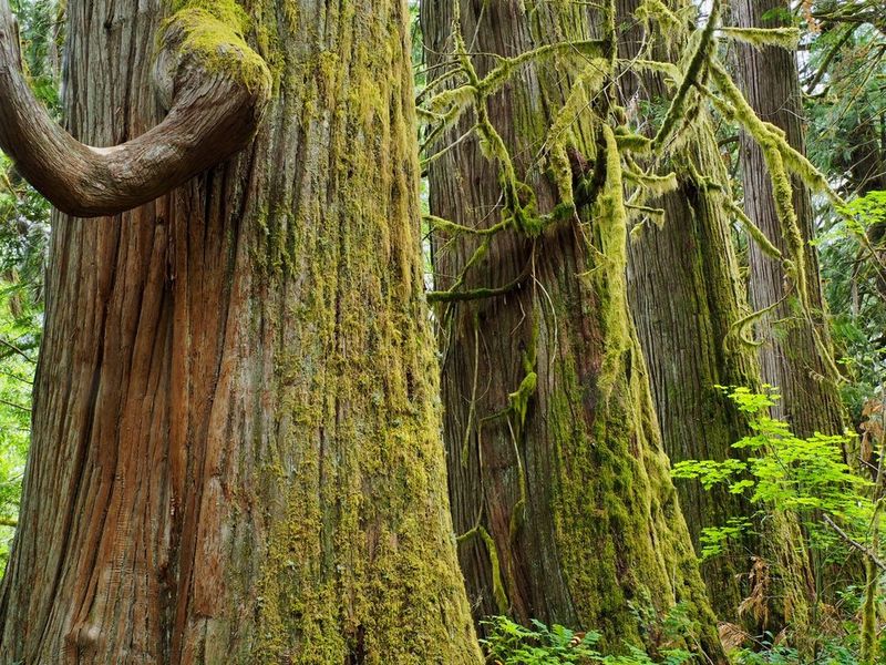Ancient Cedar Giants: The Heart Of The Forest